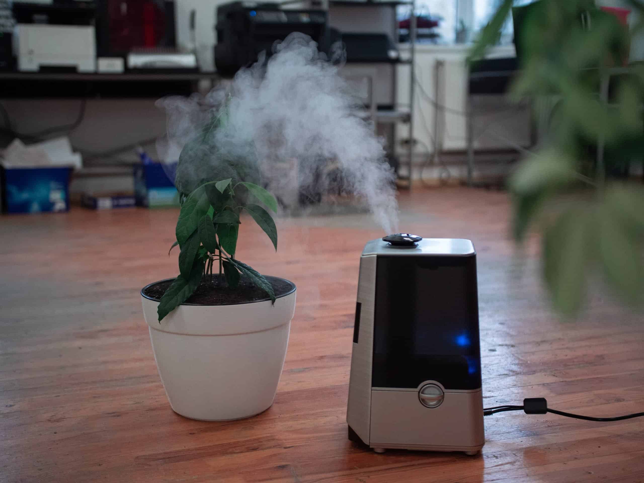 Humidifier turned on next to a small plant on the floor
